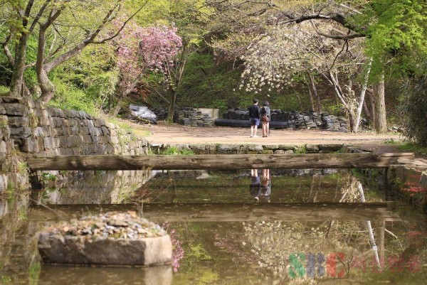 (포토뉴스)개심사 연못 앞 청벚꽃과 겹벚꽃 사이에서 한 연인이 사진을 찍는 장면.jpg