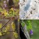 천리포수목원-유한킴벌리 그린핑거, 멸종위기 식물 보전 나선다